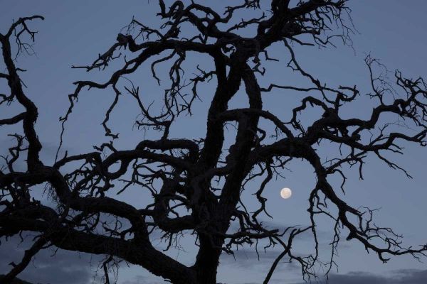 Africa, Namibia Tree silhouette and full moon
